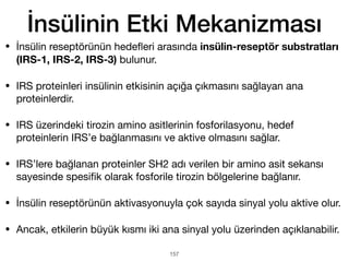 İnsülinin Etki Mekanizması
• İnsülin reseptörünün hede
fl
eri arasında insülin-reseptör substratları
(IRS-1, IRS-2, IRS-3) bulunur.
• IRS proteinleri insülinin etkisinin açığa çıkmasını sağlayan ana
proteinlerdir.
• IRS üzerindeki tirozin amino asitlerinin fosforilasyonu, hedef
proteinlerin IRS’e bağlanmasını ve aktive olmasını sağlar.
• IRS’lere bağlanan proteinler SH2 adı verilen bir amino asit sekansı
sayesinde spesi
fi
k olarak fosforile tirozin bölgelerine bağlanır.
• İnsülin reseptörünün aktivasyonuyla çok sayıda sinyal yolu aktive olur.
• Ancak, etkilerin büyük kısmı iki ana sinyal yolu üzerinden açıklanabilir.
157
 