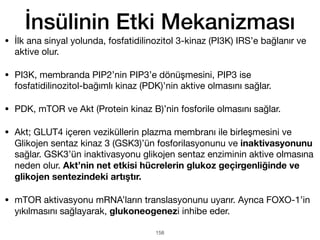 158
İnsülinin Etki Mekanizması
• İlk ana sinyal yolunda, fosfatidilinozitol 3-kinaz (PI3K) IRS’e bağlanır ve
aktive olur.
• PI3K, membranda PIP2’nin PIP3’e dönüşmesini, PIP3 ise
fosfatidilinozitol-bağımlı kinaz (PDK)’nin aktive olmasını sağlar.
• PDK, mTOR ve Akt (Protein kinaz B)’nin fosforile olmasını sağlar.
• Akt; GLUT4 içeren veziküllerin plazma membranı ile birleşmesini ve
Glikojen sentaz kinaz 3 (GSK3)’ün fosforilasyonunu ve inaktivasyonunu
sağlar. GSK3’ün inaktivasyonu glikojen sentaz enziminin aktive olmasına
neden olur. Akt’nin net etkisi hücrelerin glukoz geçirgenliğinde ve
glikojen sentezindeki artıştır.
• mTOR aktivasyonu mRNA’ların translasyonunu uyarır. Ayrıca FOXO-1’in
yıkılmasını sağlayarak, glukoneogenezi inhibe eder.
 