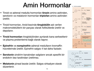 Amin Hormonlar
• Tiroid ve adrenal medulla hormonları tirozin amino asitinden,
serotonin ve melatonin hormonları triptofan amino asitinden
üretilir.
• Tiroid hormonları, tiroid bezinde tiroglobülin adı verilen
makromoleküllerin bir parçası olarak folliküllerde üretilir ve
depolanır.
• Tiroid hormonları tiroglobülinden ayrılarak kana serbestlenir
ve plazma proteinlerine bağlı olarak taşınır.
• Epinefrin ve norepinefrin adrenal medullanın kroma
ffi
n
hücrelerinde üretilir. Epinefrin salgısı 4 kat daha fazladır.
• Serotonin sindirim kanalından salgılanır ancak spesi
fi
k bir
endokrin bez tarafından üretilmez.
• Melatonin pineal bezde üretilir. Salgısı sirkadyen olarak
düzenlenir.
16
 