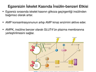 Egzersizin İskelet Kasında İnsülin-benzeri Etkisi
• Egzersiz sırasında iskelet kasının glikoza geçirgenliği insülinden
bağımsız olarak artar.
• AMP konsantrasyonunun artışı AMP kinaz enzimini aktive eder.
• AMPK, insüline benzer olarak GLUT4’ün plazma membranına
yerleştirilmesini sağlar.
161
 