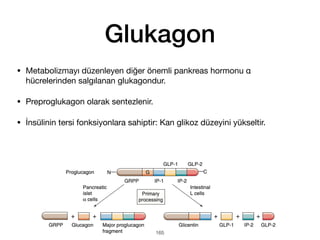 Glukagon
• Metabolizmayı düzenleyen diğer önemli pankreas hormonu α
hücrelerinden salgılanan glukagondur.
• Preproglukagon olarak sentezlenir.
• İnsülinin tersi fonksiyonlara sahiptir: Kan glikoz düzeyini yükseltir.
165
 