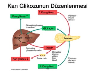 Kan Glikozunun Düzenlenmesi
168
 