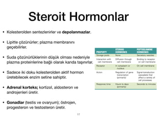Steroit Hormonlar
• Kolesterolden sentezlenirler ve depolanmazlar.
• Lipitte çözünürler; plazma membranını
geçebilirler.
• Suda çözünürlüklerinin düşük olması nedeniyle
plazma proteinlerine bağlı olarak kanda taşınırlar.
• Sadece iki doku kolesterolden aktif hormon
üretebilecek enzim setine sahiptir.
• Adrenal korteks; kortizol, aldosteron ve
androjenleri üretir.
• Gonadlar (testis ve ovaryum); östrojen,
progesteron ve testosteron üretir.
17
 