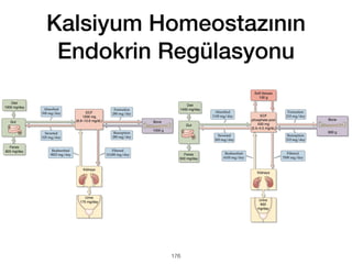 Kalsiyum Homeostazının
Endokrin Regülasyonu
176
 