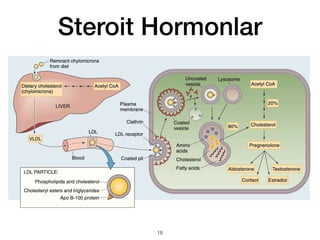 Steroit Hormonlar
18
 