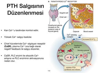 PTH Salgısının
Düzenlenmesi
• Kan Ca2+’u tarafından kontrol edilir.
• Yüksek Ca2+ salgıyı baskılar.
• Chief hücrelerinde Ca2+-algılayan reseptör
(CaSR), plazma Ca2+’una bağlı olarak
negatif feedback ile salgıyı düzenler.
• CaSR, PLC enzimi ile sitozolik Ca2+
artışına ve PLC enziminin aktivasyonuna
neden olur.
180
 