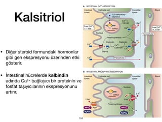Kalsitriol
• Diğer steroid formundaki hormonlar
gibi gen ekspresyonu üzerinden etki
gösterir.
• İntestinal hücrelerde kalbindin
adında Ca2+ bağlayıcı bir proteinin ve
fosfat taşıyıcılarının ekspresyonunu
artırır.
184
 