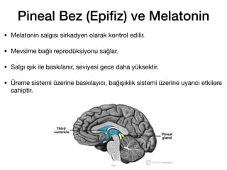 Pineal Bez (Epi
fi
z) ve Melatonin
187
• Melatonin salgısı sirkadyen olarak kontrol edilir.
• Mevsime bağlı reprodüksiyonu sağlar.
• Salgı ışık ile baskılanır, seviyesi gece daha yüksektir.
• Üreme sistemi üzerine baskılayıcı, bağışıklık sistemi üzerine uyarıcı etkilere
sahiptir.
 