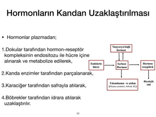 Hormonların Kandan Uzaklaştırılması
• Hormonlar plazmadan;
1.Dokular tarafından hormon-reseptör
kompleksinin endositozu ile hücre içine
alınarak ve metabolize edilerek,
2.Kanda enzimler tarafından parçalanarak,
3.Karaciğer tarafından safrayla atılarak,
4.Böbrekler tarafından idrara atılarak
uzaklaştırılır.
30
 