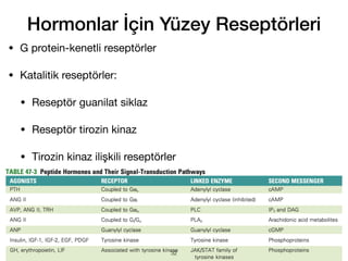Hormonlar İçin Yüzey Reseptörleri
• G protein-kenetli reseptörler
• Katalitik reseptörler:
• Reseptör guanilat siklaz
• Reseptör tirozin kinaz
• Tirozin kinaz ilişkili reseptörler
32
 