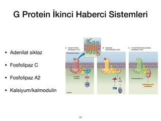 G Protein İkinci Haberci Sistemleri
• Adenilat siklaz
• Fosfolipaz C
• Fosfolipaz A2
• Kalsiyum/kalmodulin
34
 
