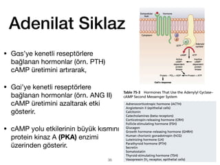 Adenilat Siklaz
• Gαs’ye kenetli reseptörlere
bağlanan hormonlar (örn. PTH)
cAMP üretimini artırarak,
• Gαi’ye kenetli reseptörlere
bağlanan hormonlar (örn. ANG II)
cAMP üretimini azaltarak etki
gösterir.
• cAMP yolu etkilerinin büyük kısmını
protein kinaz A (PKA) enzimi
üzerinden gösterir.
35
 