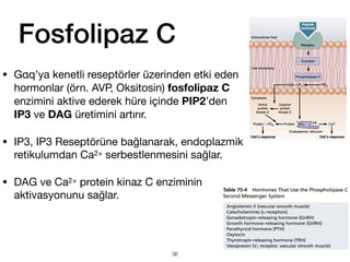 Fosfolipaz C
• Gαq’ya kenetli reseptörler üzerinden etki eden
hormonlar (örn. AVP, Oksitosin) fosfolipaz C
enzimini aktive ederek hüre içinde PIP2’den
IP3 ve DAG üretimini artırır.
• IP3, IP3 Reseptörüne bağlanarak, endoplazmik
retikulumdan Ca2+ serbestlenmesini sağlar.
• DAG ve Ca2+ protein kinaz C enziminin
aktivasyonunu sağlar.
36
 