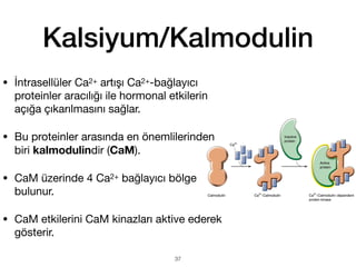 Kalsiyum/Kalmodulin
• İntrasellüler Ca2+ artışı Ca2+-bağlayıcı
proteinler aracılığı ile hormonal etkilerin
açığa çıkarılmasını sağlar.
• Bu proteinler arasında en önemlilerinden
biri kalmodulindir (CaM).
• CaM üzerinde 4 Ca2+ bağlayıcı bölge
bulunur.
• CaM etkilerini CaM kinazları aktive ederek
gösterir.
37
 