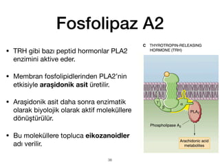 Fosfolipaz A2
• TRH gibi bazı peptid hormonlar PLA2
enzimini aktive eder.
• Membran fosfolipidlerinden PLA2’nin
etkisiyle araşidonik asit üretilir.
• Araşidonik asit daha sonra enzimatik
olarak biyolojik olarak aktif moleküllere
dönüştürülür.
• Bu moleküllere topluca eikozanoidler
adı verilir.
38
 