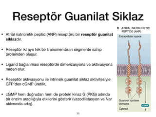 Reseptör Guanilat Siklaz
• Atrial natriüretik peptid (ANP) reseptörü bir reseptör guanilat
siklazdır.
• Reseptör iki ayrı tek bir transmembran segmente sahip
proteinden oluşur.
• Ligand bağlanması reseptörde dimerizasyona ve aktivasyona
neden olur.
• Reseptör aktivasyonu ile intrinsik guanilat siklaz aktivitesiyle
GTP’den cGMP üretilir.
• cGMP hem doğrudan hem de protein kinaz G (PKG) adında
bir enzim aracılığıyla etkilerini gösterir (vazodilatasyon ve Na+
atılımında artış).
39
 