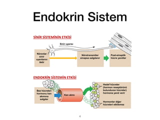 Endokrin Sistem
Copyright © The McGraw-Hill Companies, Inc. Permission required for reproduction or display.
Sinir uyarısı
Kan akmı
Nöronlar
sinir
uyarılarını
iletir
Bez hücreleri
hormonu kan
akımına
salgılar
Nörotransmiter
sinapsa salgılanır
Post-sinaptik
hücre yanıtlar
Hedef hücreler
(hormon reseptörünü
bulunduran hücreler)
hormona yanıt verir
Hormonlar diğer
hücreleri etkilemez
9
SİNİR SİSTEMİNİN ETKİSİ
ENDOKRİN SİSTEMİN ETKİSİ
4
 