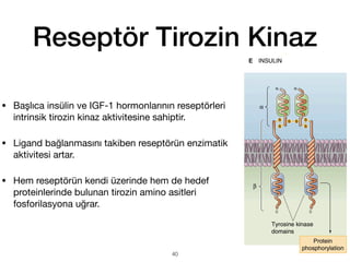 Reseptör Tirozin Kinaz
• Başlıca insülin ve IGF-1 hormonlarının reseptörleri
intrinsik tirozin kinaz aktivitesine sahiptir.
• Ligand bağlanmasını takiben reseptörün enzimatik
aktivitesi artar.
• Hem reseptörün kendi üzerinde hem de hedef
proteinlerinde bulunan tirozin amino asitleri
fosforilasyona uğrar.
40
 
