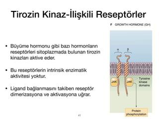 Tirozin Kinaz-İlişkili Reseptörler
• Büyüme hormonu gibi bazı hormonların
reseptörleri sitoplazmada bulunan tirozin
kinazları aktive eder.
• Bu reseptörlerin intrinsik enzimatik
aktivitesi yoktur.
• Ligand bağlanmasını takiben reseptör
dimerizasyona ve aktivasyona uğrar.
41
 