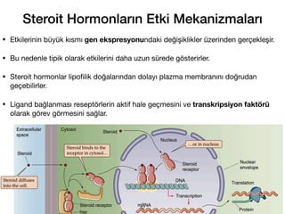 Steroit Hormonların Etki Mekanizmaları
• Etkilerinin büyük kısmı gen ekspresyonundaki değişiklikler üzerinden gerçekleşir.
• Bu nedenle tipik olarak etkilerini daha uzun sürede gösterirler.
• Steroit hormonlar lipo
fi
lik doğalarından dolayı plazma membranını doğrudan
geçebilirler.
• Ligand bağlanması reseptörlerin aktif hale geçmesini ve transkripsiyon faktörü
olarak görev görmesini sağlar.
42
 