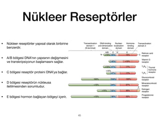 Nükleer Reseptörler
• Nükleer reseptörler yapısal olarak birbirine
benzerdir.
• A/B bölgesi DNA’nın yapısının değişmesini
ve transkripsiyonun başlamasını sağlar.
• C bölgesi reseptör proteini DNA’ya bağlar.
• D bölgesi reseptörün nükleusa
iletilmesinden sorumludur.
• E bölgesi hormon bağlayan bölgeyi içerir.
45
 