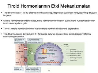 Tiroid Hormonlarının Etki Mekanizmaları
• Tiroid hormonları T4 ve T3 plazma membranını özgül taşıyıcıları üzerinden kolaylaştırılmış difüzyon
ile geçer.
• Steroid hormonlara benzer şekilde, tiroid hormonlarının etkisinin büyük kısmı nükleer reseptörler
üzerinden meydana gelir.
• T4 ve T3 tiroid hormonlarının her ikisi de tiroid hormon reseptörüne bağlanabilir.
• Tiroid hormonlarının büyük kısmı T4 formunda bulunur, ancak etkiler büyük ölçüde T3 formu
üzerinden gerçekleşir.
46
 
