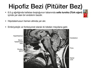 Hipo
fi
z Bezi (Pitüiter Bez)
• 0.5 g ağırlığında kafatası boşluğunun tabanında sella tursika (Türk eğeri)
içinde yer alan bir endokrin bezdir.
• Hipotalamusun hemen altında yer alır.
• Embriyolojik ve fonksiyonel olarak iki lobdan meydana gelir.
50
 