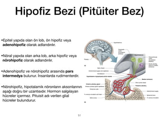 •Epitel yapıda olan ön lob, ön hipo
fi
z veya
adenohipo
fi
z olarak adlandırılır.
•Nöral yapıda olan arka lob, arka hipo
fi
z veya
nörohipo
fi
z olarak adlandırılır.
•Adenohipo
fi
z ve nörohipo
fi
z arasında pars
intermedya bulunur. İnsanlarda rudimenterdir.
•Nörohipo
fi
z, hipotalamik nöronların aksonlarının
aşağı doğru bir uzantısıdır. Hormon salgılayan
hücreler içermez. Pituisit adı verilen glial
hücreler bulundurur.
Hipo
fi
z Bezi (Pitüiter Bez)
51
 