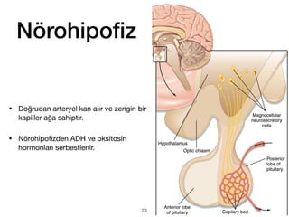 Nörohipo
fi
z
• Doğrudan arteryel kan alır ve zengin bir
kapiller ağa sahiptir.
• Nörohipo
fi
zden ADH ve oksitosin
hormonları serbestlenir.
53
 