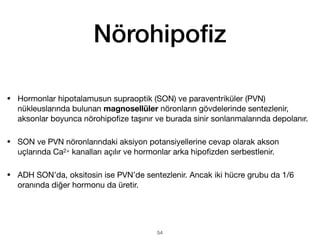 Nörohipo
fi
z
• Hormonlar hipotalamusun supraoptik (SON) ve paraventriküler (PVN)
nükleuslarında bulunan magnosellüler nöronların gövdelerinde sentezlenir,
aksonlar boyunca nörohipo
fi
ze taşınır ve burada sinir sonlanmalarında depolanır.
• SON ve PVN nöronlarındaki aksiyon potansiyellerine cevap olarak akson
uçlarında Ca2+ kanalları açılır ve hormonlar arka hipo
fi
zden serbestlenir.
• ADH SON’da, oksitosin ise PVN’de sentezlenir. Ancak iki hücre grubu da 1/6
oranında diğer hormonu da üretir.
54
 