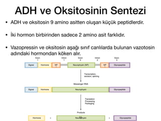 ADH ve Oksitosinin Sentezi
• ADH ve oksitosin 9 amino asitten oluşan küçük peptidlerdir.
• İki hormon birbirinden sadece 2 amino asit farklıdır.
• Vazopressin ve oksitosin aşağı sınıf canlılarda bulunan vazotosin
adındaki hormondan köken alır.
55
 