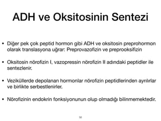 • Diğer pek çok peptid hormon gibi ADH ve oksitosin preprohormon
olarak translasyona uğrar: Preprovazo
fi
zin ve preprooksi
fi
zin
• Oksitosin nöro
fi
zin I, vazopressin nöro
fi
zin II adındaki peptidler ile
sentezlenir.
• Veziküllerde depolanan hormonlar nöro
fi
zin peptidlerinden ayrılırlar
ve birlikte serbestlenirler.
• Nöro
fi
zinin endokrin fonksiyonunun olup olmadığı bilinmemektedir.
ADH ve Oksitosinin Sentezi
56
 