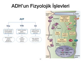 ADH’un Fizyolojik İşlevleri
57
 