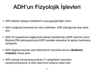 • ADH böbrek toplayıcı tübüllerinin suya geçirgenliğini artırır.
• ADH varlığında konsantre bir idrar üretilirken, ADH yokluğunda idrar dilüe
olur.
• ADH V2 reseptörüne bağlanarak böbrek tübüllerinde cAMP üretimini artırır.
Böylece PKA aktivasyonuyla AQP2 kanalları eksositoz ile apikal membrana
yerleştirilir.
• ADH salgılanmasında veya etkisinde bir bozukluk sonucu diyabetes
insipidus ortaya çıkar.
• ADH yüksek konsantrasyonlarda V1 reseptörleri üzerinden
vazokonstriksiyona ve arter basıncının artışına neden olur.
ADH’un Fizyolojik İşlevleri
58
 