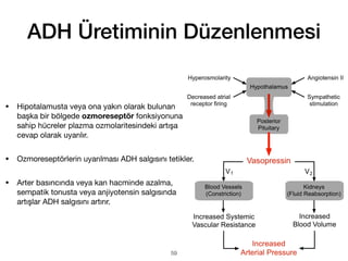 ADH Üretiminin Düzenlenmesi
• Hipotalamusta veya ona yakın olarak bulunan
başka bir bölgede ozmoreseptör fonksiyonuna
sahip hücreler plazma ozmolaritesindeki artışa
cevap olarak uyarılır.
• Ozmoreseptörlerin uyarılması ADH salgısını tetikler.
• Arter basıncında veya kan hacminde azalma,
sempatik tonusta veya anjiyotensin salgısında
artışlar ADH salgısını artırır.
59
 