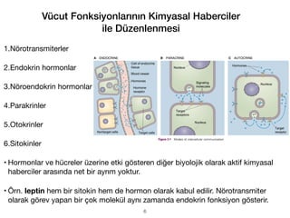 Vücut Fonksiyonlarının Kimyasal Haberciler
ile Düzenlenmesi
1.Nörotransmiterler
2.Endokrin hormonlar
3.Nöroendokrin hormonlar
4.Parakrinler
5.Otokrinler
6.Sitokinler
• Hormonlar ve hücreler üzerine etki gösteren diğer biyolojik olarak aktif kimyasal
haberciler arasında net bir ayrım yoktur.
• Örn. leptin hem bir sitokin hem de hormon olarak kabul edilir. Nörotransmiter
olarak görev yapan bir çok molekül aynı zamanda endokrin fonksiyon gösterir.
6
 