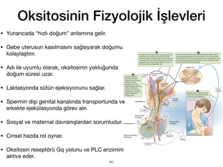 Oksitosinin Fizyolojik İşlevleri
• Yunancada “hızlı doğum” anlamına gelir.
• Gebe uterusun kasılmasını sağlayarak doğumu
kolaylaştırır.
• Adı ile uyumlu olarak, oksitosinin yokluğunda
doğum süresi uzar.
• Laktasyonda sütün ejeksiyonunu sağlar.
• Spermin dişi genital kanalında transportunda ve
erkekte ejekülasyonda görev alır.
• Sosyal ve maternal davranışlardan sorumludur.
• Cinsel hazda rol oynar.
• Oksitosin reseptörü Gq yolunu ve PLC enzimini
aktive eder.
60
 
