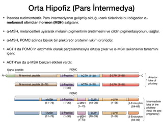 Orta Hipo
fi
z (Pars İntermedya)
• İnsanda rudimenterdir. Pars intermedyanın gelişmiş olduğu canlı türlerinde bu bölgeden α-
melanosit stimülan hormon (MSH) salgılanır.
• α-MSH, melanositleri uyararak melanin pigmentinin üretilmesini ve cildin pigmentasyonunu sağlar.
• α-MSH, POMC adında büyük bir prekürsör proteinin yıkım ürünüdür.
• ACTH da POMC’in enzimatik olarak parçalanmasıyla ortaya çıkar ve α-MSH sekansının tamamını
içerir.
• ACTH’un da α-MSH benzeri etkileri vardır.
61
 