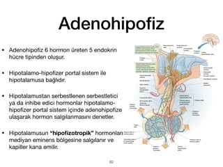 Adenohipo
fi
z
• Adenohipo
fi
z 6 hormon üreten 5 endokrin
hücre tipinden oluşur.
• Hipotalamo-hipo
fi
zer portal sistem ile
hipotalamusa bağlıdır.
• Hipotalamustan serbestlenen serbestletici
ya da inhibe edici hormonlar hipotalamo-
hipo
fi
zer portal sistem içinde adenohipo
fi
ze
ulaşarak hormon salgılanmasını denetler.
• Hipotalamusun “hipo
fi
zotropik” hormonları
mediyan eminens bölgesine salgılanır ve
kapiller kana emilir.
62
 