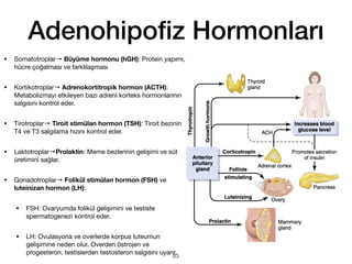 Adenohipo
fi
z Hormonları
• Somatotroplar→ Büyüme hormonu (hGH): Protein yapımı,
hücre çoğalması ve farklılaşması
• Kortikotroplar→ Adrenokortitropik hormon (ACTH):
Metabolizmayı etkileyen bazı adrenl korteks hormonlarının
salgısını kontrol eder.
• Tirotroplar→ Tiroit stimülan hormon (TSH): Tiroit bezinin
T4 ve T3 salgılama hızını kontrol eder.
• Laktotroplar→Prolaktin: Meme bezlerinin gelişimi ve süt
üretimini sağlar.
• Gonadotroplar→ Folikül stimülan hormon (FSH) ve
luteinizan hormon (LH):
• FSH: Ovaryumda folikül gelişimini ve testiste
spermatogenezi kontrol eder.
• LH: Ovulasyona ve overlerde korpus luteumun
gelişimine neden olur. Overden östrojen ve
progesteron, testislerden testosteron salgısını uyarır.
63
 