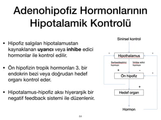 Adenohipo
fi
z Hormonlarının
Hipotalamik Kontrolü
• Hipo
fi
z salgıları hipotalamustan
kaynaklanan uyarıcı veya inhibe edici
hormonlar ile kontrol edilir.
• Ön hipo
fi
zin tropik hormonları 3. bir
endokrin bezi veya doğrudan hedef
organı kontrol eder.
• Hipotalamus-hipo
fi
z aksı hiyerarşik bir
negatif feedback sistemi ile düzenlenir.
64
 