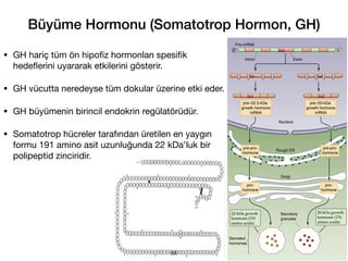 Büyüme Hormonu (Somatotrop Hormon, GH)
• GH hariç tüm ön hipo
fi
z hormonları spesi
fi
k
hede
fl
erini uyararak etkilerini gösterir.
• GH vücutta neredeyse tüm dokular üzerine etki eder.
• GH büyümenin birincil endokrin regülatörüdür.
• Somatotrop hücreler tarafından üretilen en yaygın
formu 191 amino asit uzunluğunda 22 kDa’luk bir
polipeptid zinciridir.
68
 
