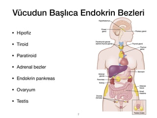 Vücudun Başlıca Endokrin Bezleri
• Hipo
fi
z
• Tiroid
• Paratiroid
• Adrenal bezler
• Endokrin pankreas
• Ovaryum
• Testis
7
 
