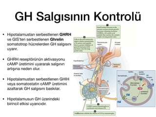 GH Salgısının Kontrolü
• Hipotalamustan serbestlenen GHRH
ve GIS’ten serbestlenen Ghrelin
somatotrop hücrelerden GH salgısını
uyarır.
• GHRH reseptörünün aktivasyonu
cAMP üretimini uyararak salgının
artışına neden olur.
• Hipotalamustan serbestlenen GHIH
veya somatostatin cAMP üretimini
azaltarak GH salgısını baskılar.
• Hipotalamusun GH üzerindeki
birincil etkisi uyarıcıdır.
71
 
