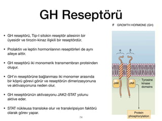 GH Reseptörü
• GH reseptörü, Tip-I sitokin reseptör ailesinin bir
üyesidir ve tirozin-kinaz ilişkili bir reseptördür.
• Prolaktin ve leptin hormonlarının reseptörleri de aynı
aileye aittir.
• GH reseptörü iki monomerik transmembran proteinden
oluşur.
• GH’ın reseptörüne bağlanması iki monomer arasında
bir köprü görevi görür ve reseptörün dimerizasyonuna
ve aktivasyonuna neden olur.
• GH reseptörünün aktivasyonu JAK2-STAT yolunu
aktive eder.
• STAT nükleusa transloke olur ve transkripsiyon faktörü
olarak görev yapar.
74
 