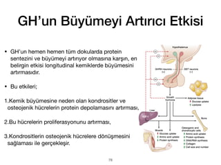 GH’un Büyümeyi Artırıcı Etkisi
• GH’un hemen hemen tüm dokularda protein
sentezini ve büyümeyi artırıyor olmasına karşın, en
belirgin etkisi longitudinal kemiklerde büyümesini
artırmasıdır.
• Bu etkileri;
1.Kemik büyümesine neden olan kondrositler ve
osteojenik hücrelerin protein depolamasını artırması,
2.Bu hücrelerin proliferasyonunu artırması,
3.Kondrositlerin osteojenik hücrelere dönüşmesini
sağlaması ile gerçekleşir.
78
 