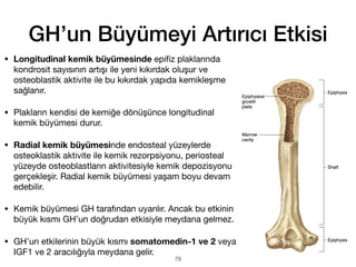 • Longitudinal kemik büyümesinde epi
fi
z plaklarında
kondrosit sayısının artışı ile yeni kıkırdak oluşur ve
osteoblastik aktivite ile bu kıkırdak yapıda kemikleşme
sağlanır.
• Plakların kendisi de kemiğe dönüşünce longitudinal
kemik büyümesi durur.
• Radial kemik büyümesinde endosteal yüzeylerde
osteoklastik aktivite ile kemik rezorpsiyonu, periosteal
yüzeyde osteoblastların aktivitesiyle kemik depozisyonu
gerçekleşir. Radial kemik büyümesi yaşam boyu devam
edebilir.
• Kemik büyümesi GH tarafından uyarılır. Ancak bu etkinin
büyük kısmı GH’un doğrudan etkisiyle meydana gelmez.
• GH’un etkilerinin büyük kısmı somatomedin-1 ve 2 veya
IGF1 ve 2 aracılığıyla meydana gelir.
GH’un Büyümeyi Artırıcı Etkisi
79
 