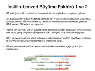 İnsülin-benzeri Büyüme Faktörü 1 ve 2
• IGF yokluğunda GH’un büyüme üzerine etkilerinin büyük kısmı meydana gelmez.
• GH, karaciğerde ve diğer hedef dokularında IGF-1’in sentezine neden olur. Dolayısıyla
dokulara etkiyen IGF lokal olarak da üretilebilir veya dolaşımdan dokulara geçebilir.
IGF-2 sentezi GH’a daha az bağımlıdır.
• Plazma GH seviyesi, GH’un pulsatil olarak salgılanmasından dolayı gün içinde yüzlerce
kata kadar geniş dalgalanmalar gösterir. IGF-1 seviyesi 2 kattan fazla değişmez.
• IGF-1 seviyesinin görece stabil kalmasının sebebi dolaşımda IGF-1 bağlayıcı proteinler
ile taşınmasıdır (%90’dan fazlası taşıyıcı proteinlere bağlı).
• IGF kimyasal olarak insüline benzer ve insülin benzeri etkiler açığa çıkartır (örn.
hipoglisemi).
80
 