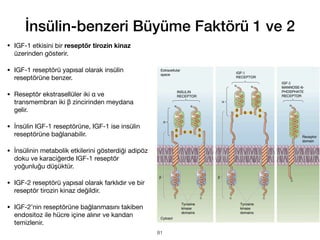 • IGF-1 etkisini bir reseptör tirozin kinaz
üzerinden gösterir.
• IGF-1 reseptörü yapısal olarak insülin
reseptörüne benzer.
• Reseptör ekstrasellüler iki α ve
transmembran iki β zincirinden meydana
gelir.
• İnsülin IGF-1 reseptörüne, IGF-1 ise insülin
reseptörüne bağlanabilir.
• İnsülinin metabolik etkilerini gösterdiği adipöz
doku ve karaciğerde IGF-1 reseptör
yoğunluğu düşüktür.
• IGF-2 reseptörü yapısal olarak farklıdır ve bir
reseptör tirozin kinaz değildir.
• IGF-2’nin reseptörüne bağlanmasını takiben
endositoz ile hücre içine alınır ve kandan
temizlenir.
İnsülin-benzeri Büyüme Faktörü 1 ve 2
81
 