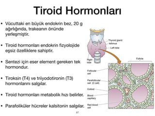 Tiroid Hormonları
• Vücuttaki en büyük endokrin bez, 20 g
ağırlığında, trakeanın önünde
yerleşmiştir.
• Tiroid hormonları endokrin
fi
zyolojide
eşsiz özelliklere sahiptir.
• Sentezi için eser element gereken tek
hormondur.
• Tiroksin (T4) ve triiyodotironin (T3)
hormonlarını salgılar.
• Tiroid hormonları metabolik hızı belirler.
• Parafoliküler hücreler kalsitonin salgılar.
87
 